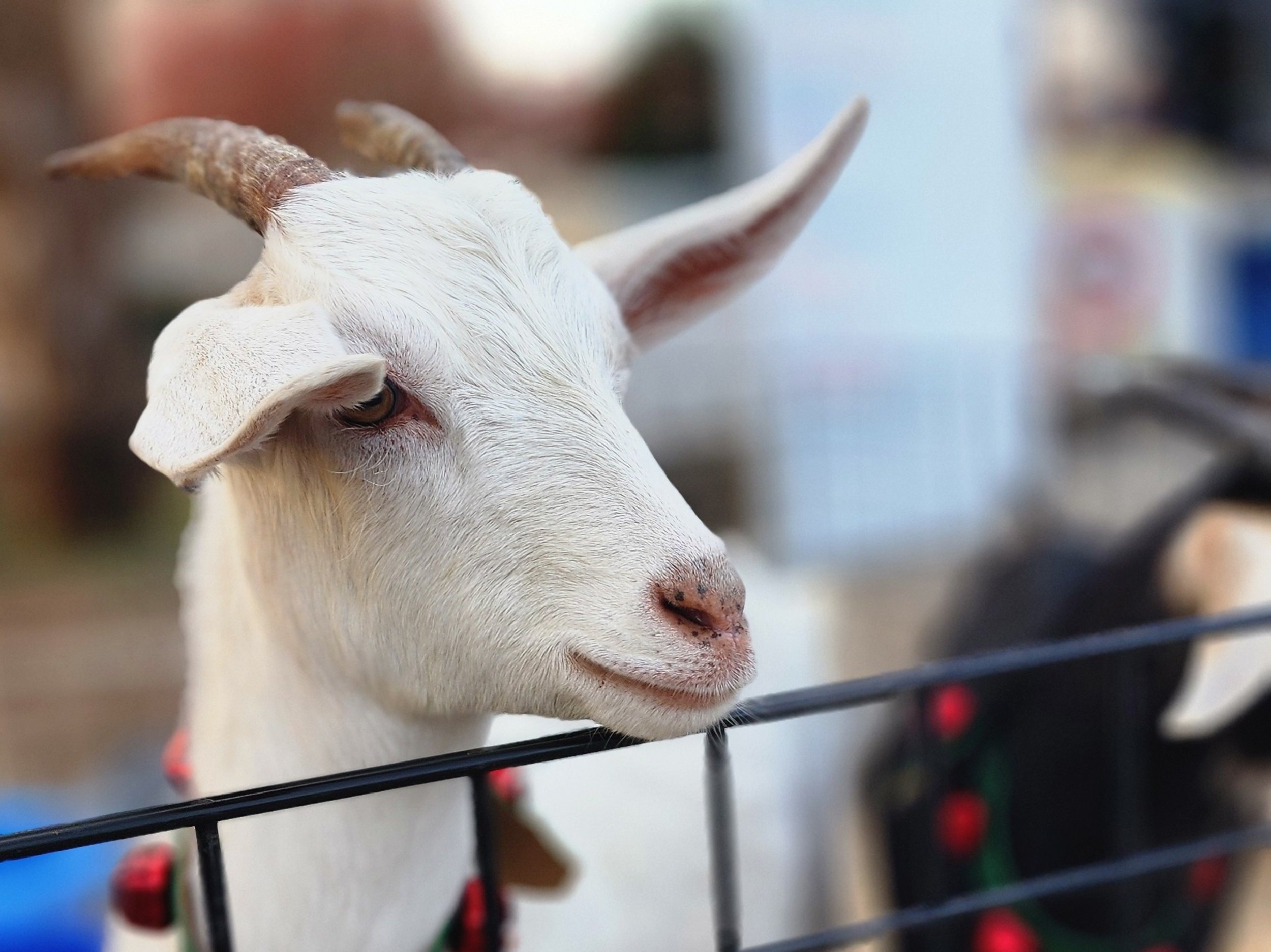 Close-up of a white goat with small horns, resting its head against a black fence, showcasing its gentle expression and detailed fur texture.