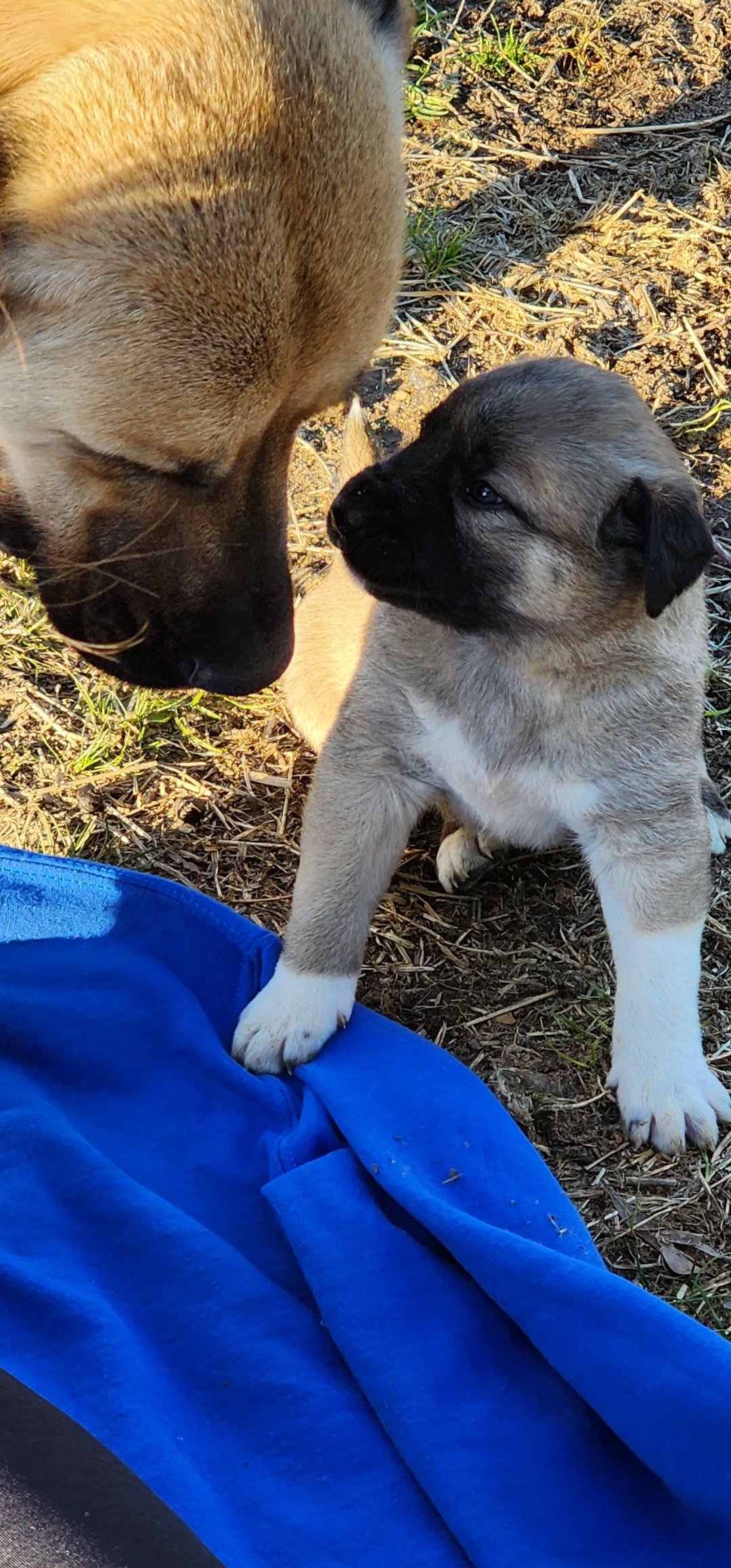 A close-up of a playful puppy interacting with its mother in a grassy outdoor setting, featuring a light blue blanket nearby. The puppy has a gray coat with a white patch on its chest, while the mother dog has a tan coat.